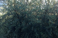 ulivi_8