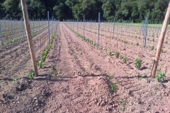 vigneti_05