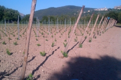 vigneti_06