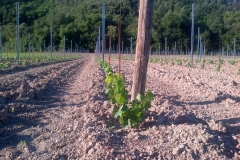 vigneti_07