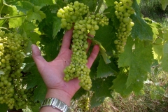 vigneti_08