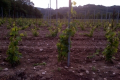 vigneti_09