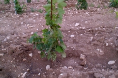 vigneti_10