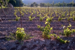 vigneti_11