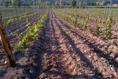 vigneti_12