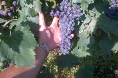 vigneti_13