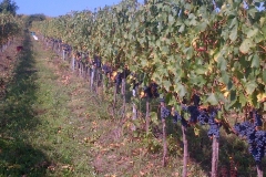 vigneti_14