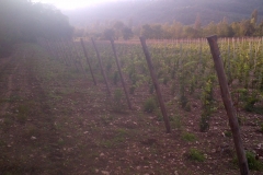 vigneti_15