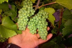 vigneti_21