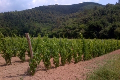 vigneti_22
