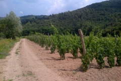 vigneti_23