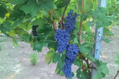 Jpeg